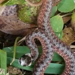Young Snake With Mouth Open