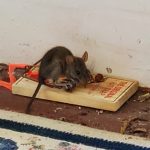 Rat Standing On Trap