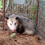 Opossum In Extra Large Trap