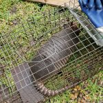 Large Armadillo Trapped