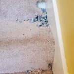 Rat Chewed Carpet
