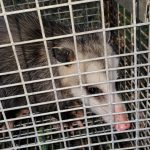 Opossun In Trap
