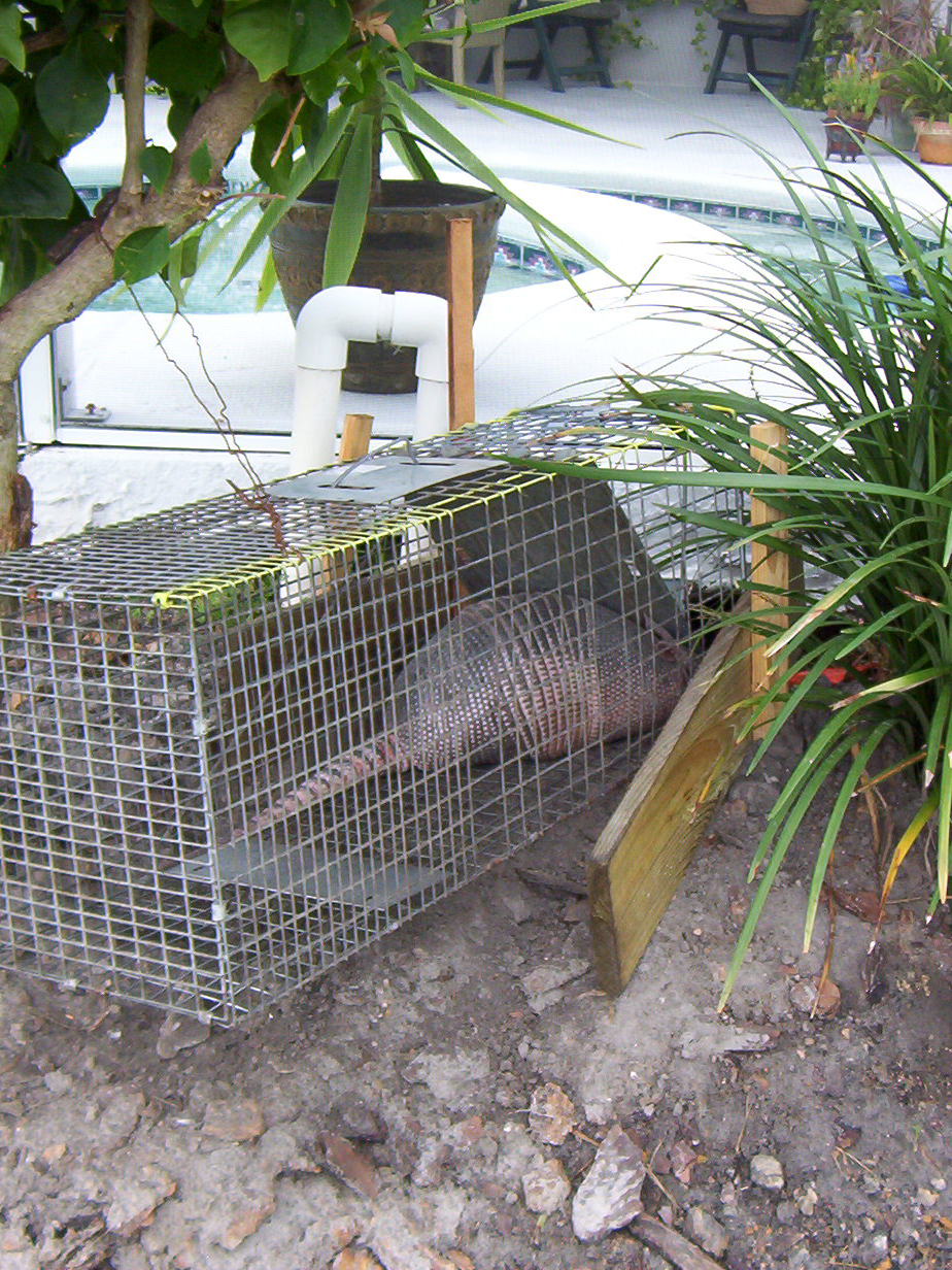 Armadillo Trapping And Removal
