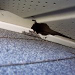 Hole Chewed Through Soffit