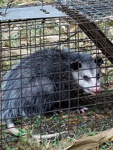 Opossum Trapping And Removal