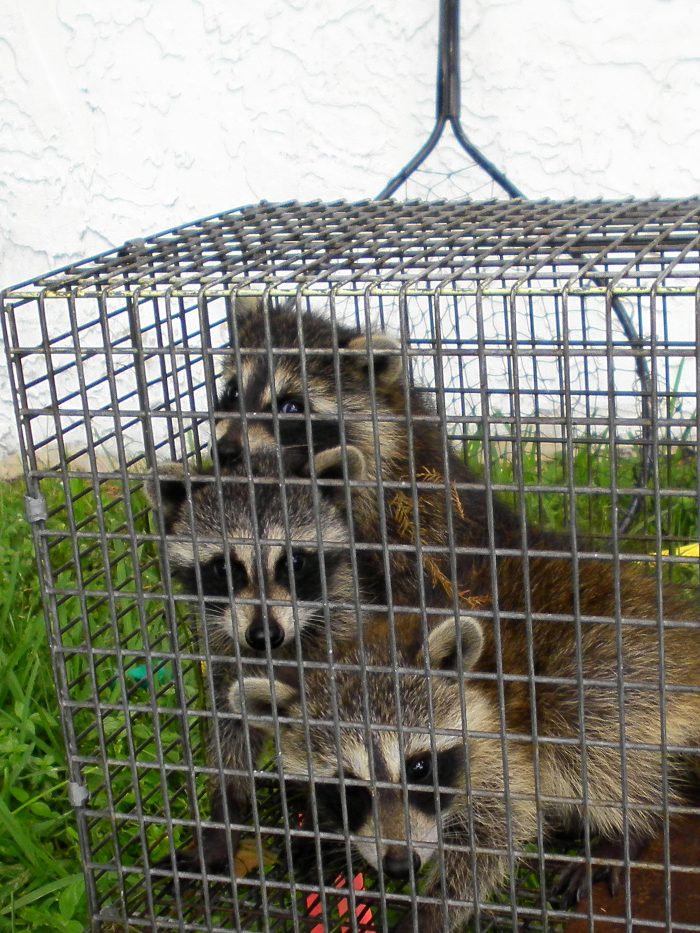 Three Hand Netted Raccoons
