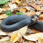Snake Trapping And Removal