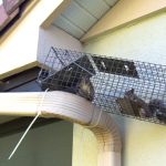 Squirrel Trapping And Removal
